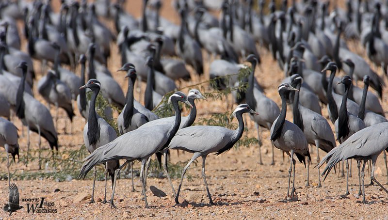 Demoiselle Cranes in Keechan
