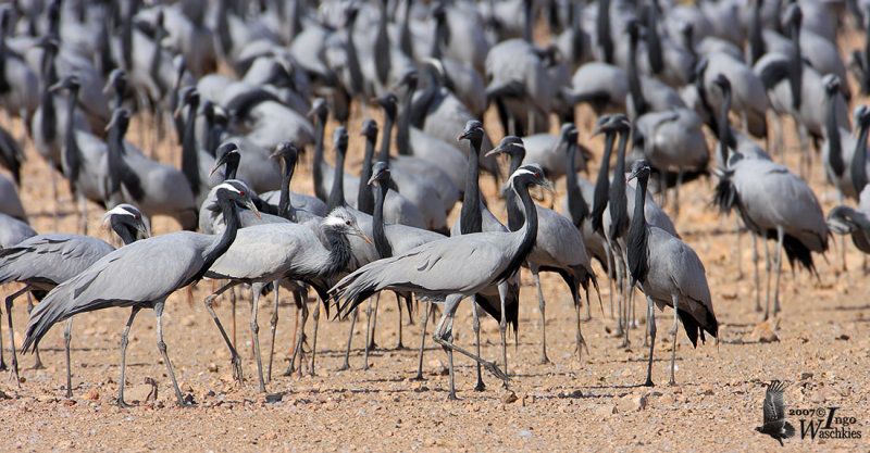 Demoiselle Cranes in Keechan