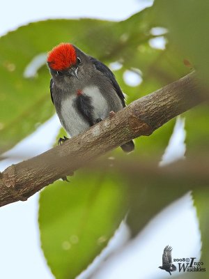 Male Crimson-crowned Flowerpecker