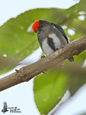 Male Crimson-crowned Flowerpecker