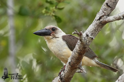 Great-billed Kingfisher