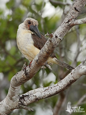 Great-billed Kingfisher