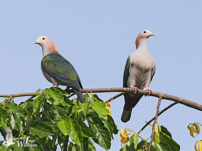 Adult Green Imperial Pigeon (ssp. paulina)