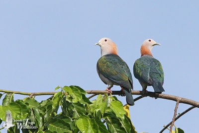 Adult Green Imperial Pigeon (ssp. paulina)