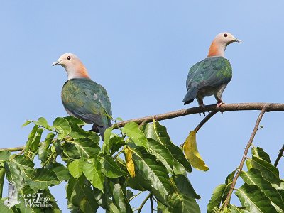 Adult Green Imperial Pigeon (ssp. paulina)