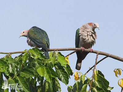 Adult Green Imperial Pigeon (ssp. paulina)