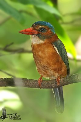 Female Green-backed Kingfisher (flashed)