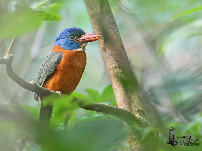 Male Green-backed Kingfisher