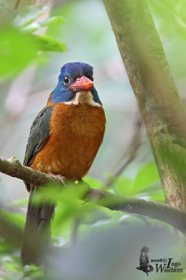 Male Green-backed Kingfisher