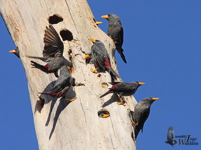 Adult Grosbeak Starlings at colony