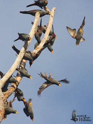 Adult Grosbeak Starlings