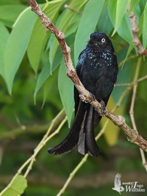 Hair-crested Drongo (subspecies leucops)