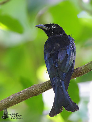 Hair-crested Drongo (subspecies leucops)