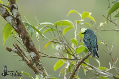 Turquoise Flycatcher (Eumyias panayensis)