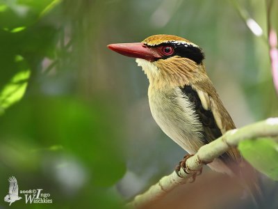 Female Lilac Kingfisher