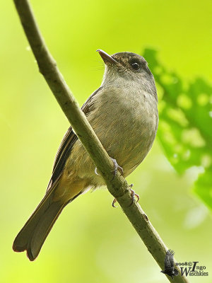 Matinan Flycatcher