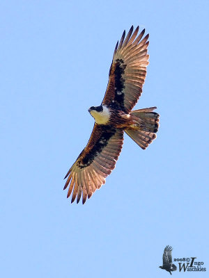 Rufous-bellied Eagle (Lophotriorchis kienerii)
