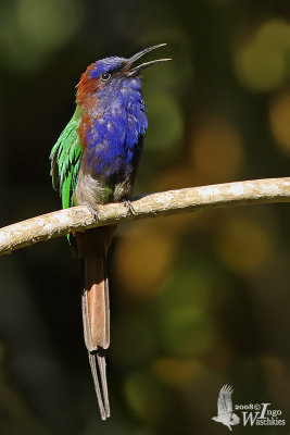 Adult Purple-bearded Bee-eater