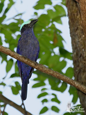 Purple-winged Roller (Coracias temminckii)