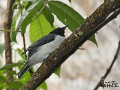 Pygmy Cuckooshrike (Coracina abbotti)