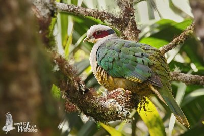 Adult Red-eared Fruit Dove (ssp. centralis)