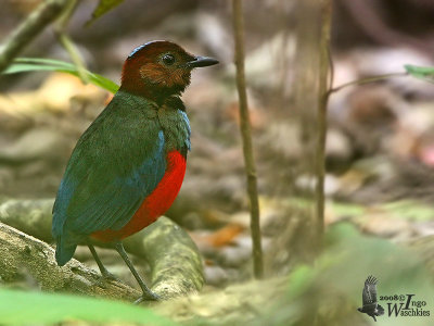 Adult Sulawesi Pitta