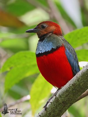 Adult Sulawesi Pitta