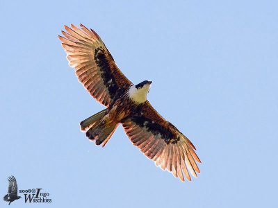 Adult Rufous-bellied Eagle (ssp. formosus)