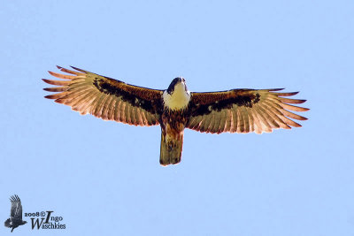 Adult Rufous-bellied Eagle (ssp. formosus)