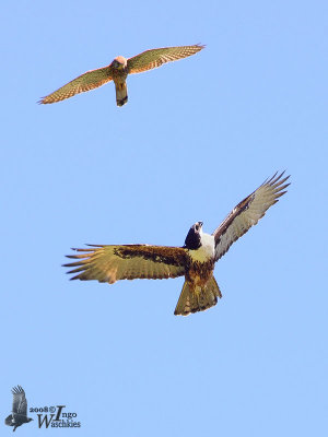 Adult Rufous-bellied Eagle (ssp. formosus) with Spotted Kestrel