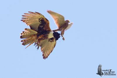 Adult Rufous-bellied Eagle (ssp. formosus) with Spotted Kestrel