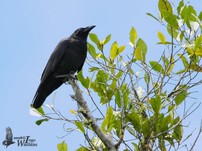 Slender-billed Crow