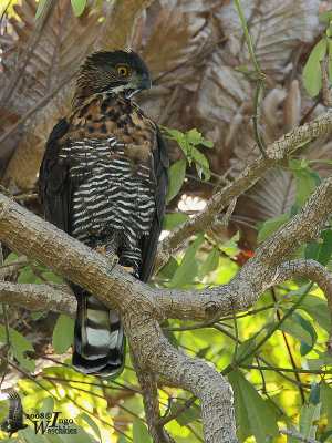 Sulawesi Hawk-Eagle (Nisaetus lanceolatus)