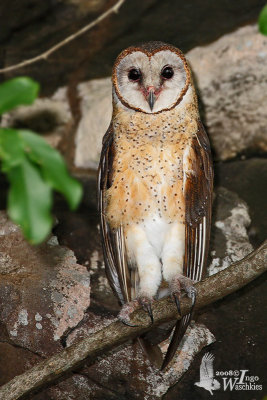 Sulawesi Masked Owl