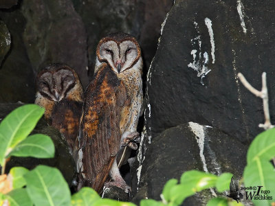 Sulawesi Masked Owl