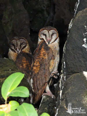 Sulawesi Masked Owl