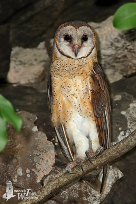 Sulawesi Masked Owl (Tyto rosenbergii)