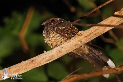 Sulawesi Nightjar