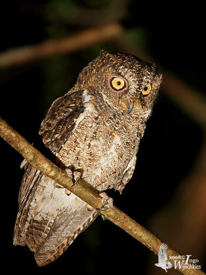 Sulawesi Scops Owl (Otus manadensis)