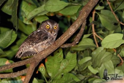 Sulawesi Scops Owl