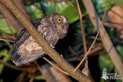 Sulawesi Scops Owl