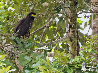 Sulawesi Serpent Eagle (Spilornis rufipectus)