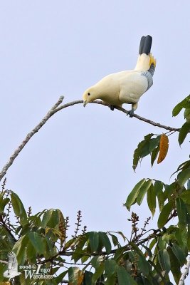 Silver-tipped Imperial Pigeon (Ducula luctuosa)