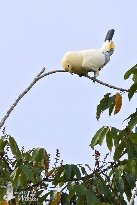 Silver-tipped Imperial Pigeon