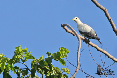 Adult Silver-tipped Imperial Pigeon