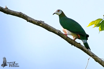 White-bellied Imperial Pigeon (Ducula forsteni)