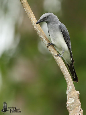 White-rumped Cuckooshrike