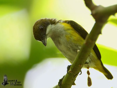 Juvenile Yellow-sided Flowerpecker