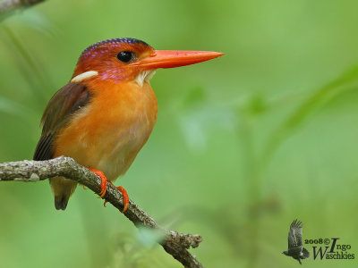 Adult Sulawesi Dwarf Kingfisher