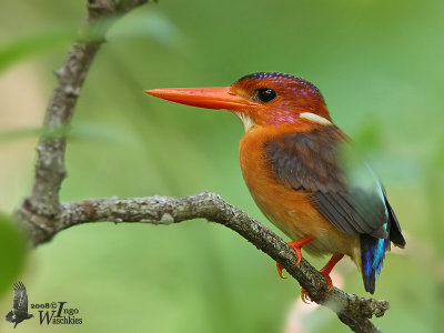 Sulawesi Dwarf Kingfisher